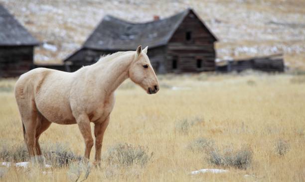istock Montana Homestead Horse 1312350991