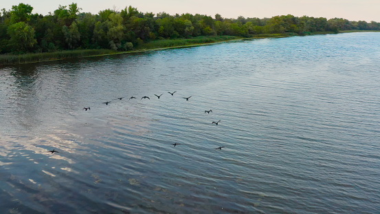 Flock of wild ducks flying over the lake  in the summer - aerial view.