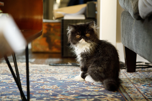 A black and white kitten sits on a rug inside a home.  It is a long haired, purebred, Persian cat.