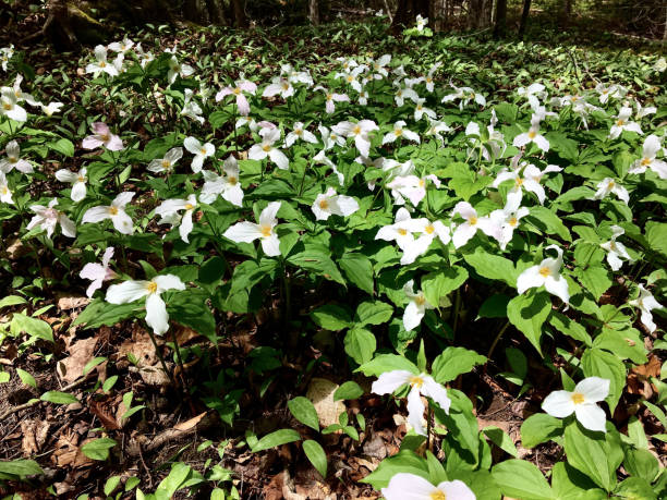 istock The Bruce Trail - Trilliums 1312352629