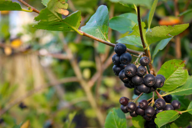 istock A group of chokeberry berries on a branch. Copy text. Aronia. 1312352791