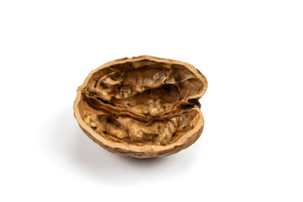 istock Empty half of a walnut shell on a white background. Walnut shell isolated on white background. 1312352970