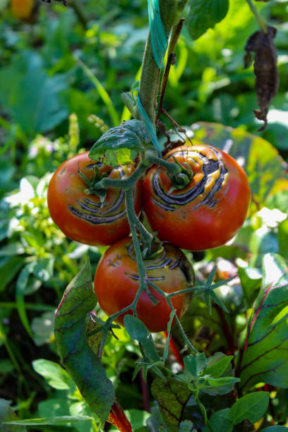 枝の上に損傷した熟したトマトのグループ。つるの上の熟したトマトのグループ。 - planting crop ripe branch ストックフォトと画像