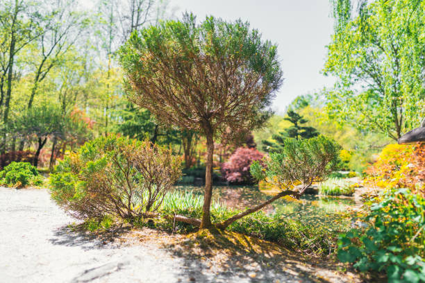 istock Little Japanese tree in front of a lake 1312354085