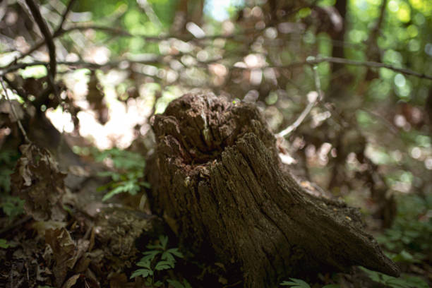 istock An old snag in the forest 1312354102