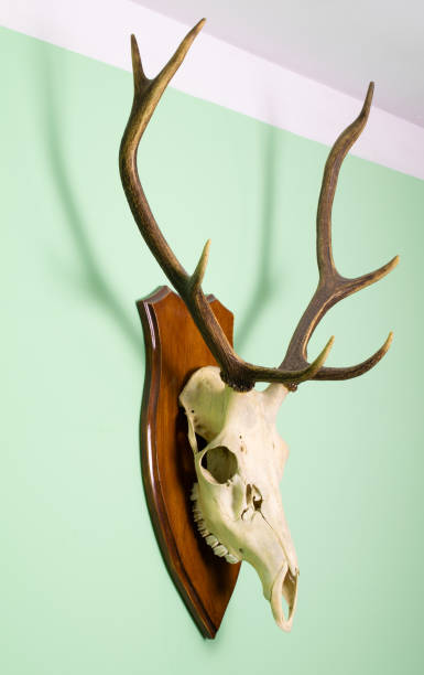 istock deer antlers. fallow deer hunting trophy. 1312356723
