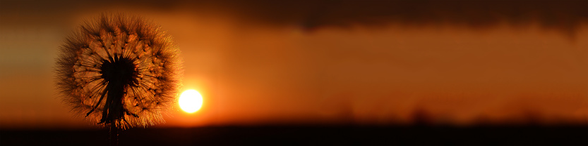 Panoramic photo of the silhouette of a dandelion against the background of the setting sun. Copy space for text.