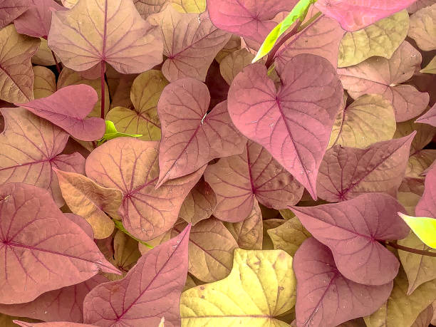 heart background found in a vine for love.