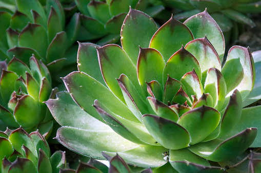 Sempervivum tectorum, Common Houseleek, - perennial plant growing in flower pot, or in nature.\nAdobe RGB color space.