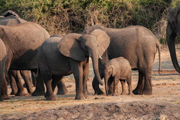 istock wild elephant mom with her baby elephant in the savannah 1312360341