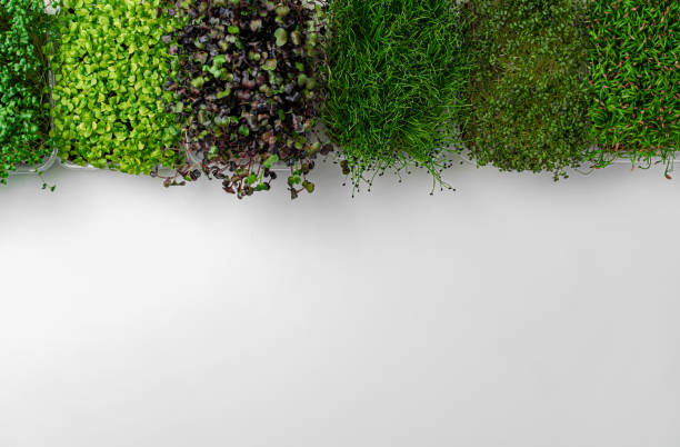 istock Top view of micro green trays on white background 1312361890