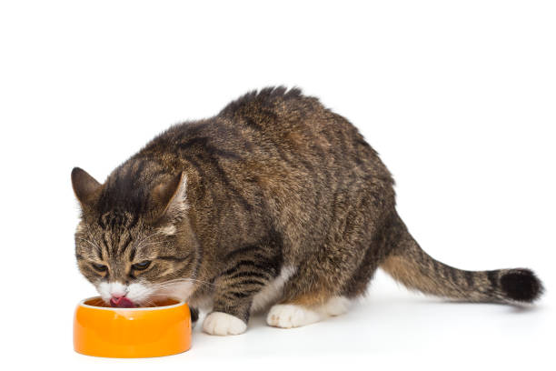 Hungry grey cat eats from a bowl stock photo