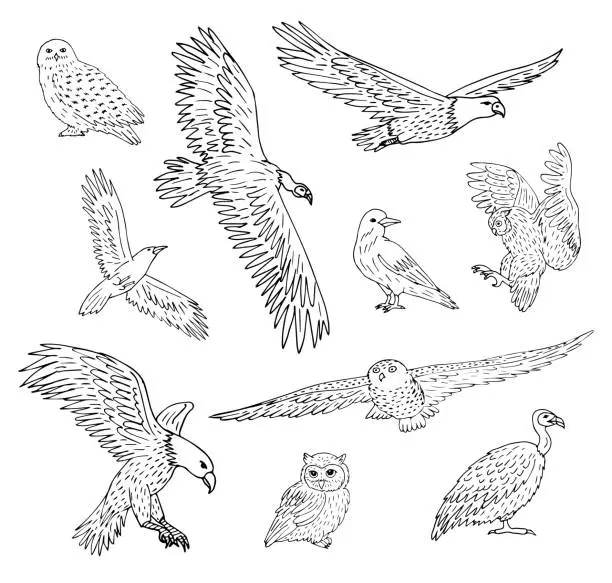 Vector illustration of Vector seamless pattern of hand drawn doodle sketch wild predator birds