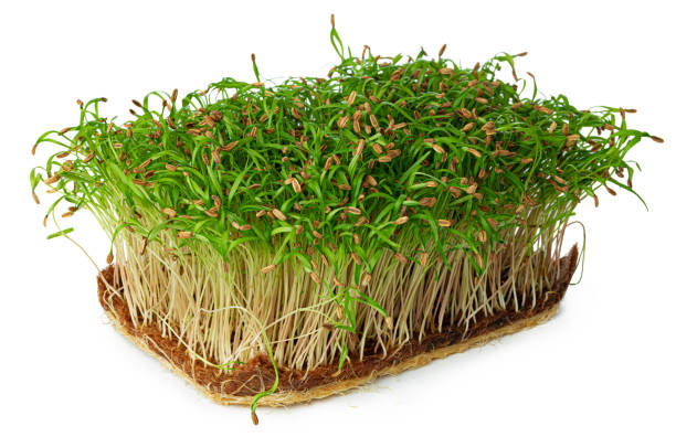 istock Micro green sprouts of fennel isolated on white 1312366761