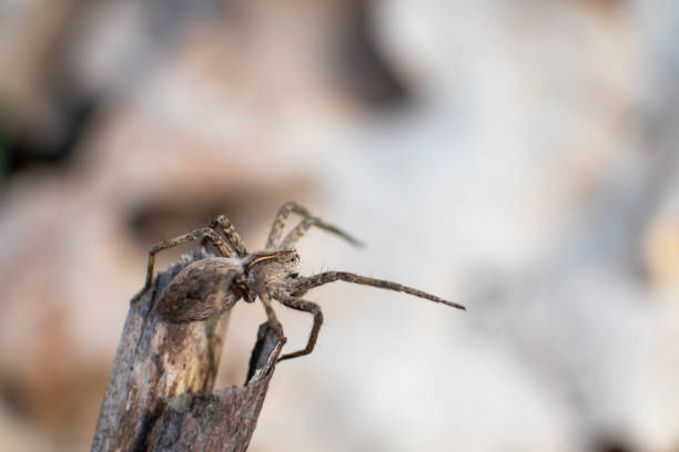 Small brown wild spider on branch bask in sun