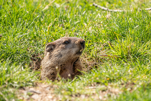 Groundhog (marmota monax) peeking out of his burrow in spring