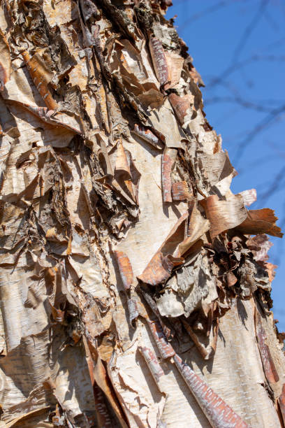 istock Close up texture view of peeling bark texture on a river birch tree with blue sky 1312367841