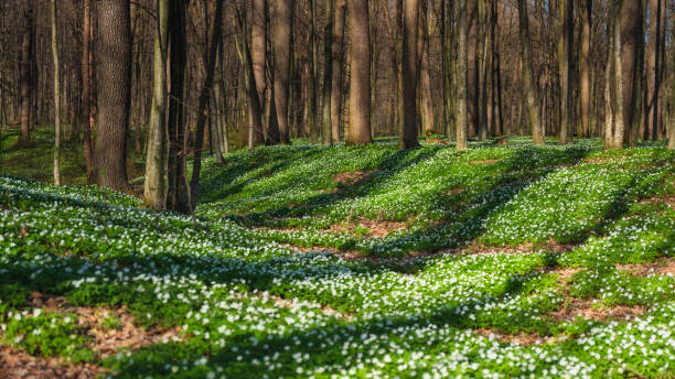 istock Spring forest during sunset. Flower blossoms in the springtime in the forest. Landscape in spring. Photo for the background. Fresh plants and warm weather. 1312367905