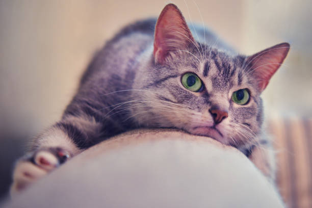 불쾌한 애완 동물은 소파에 누워, 불만 심술 고양이의 얼굴 - mad expression image front view horizontal 뉴스 사진 이미지