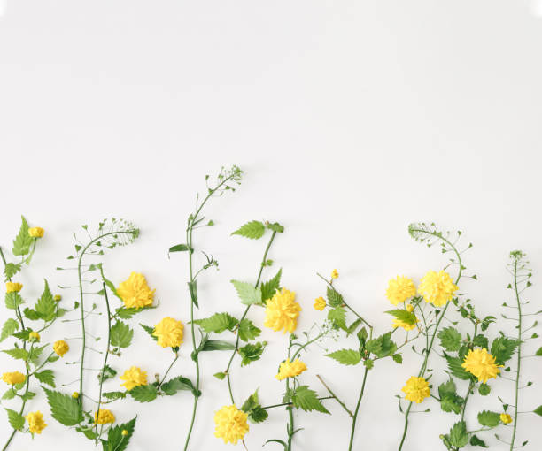 istock Yellow flowers with green leaves and twigs on a white background. 1312370024