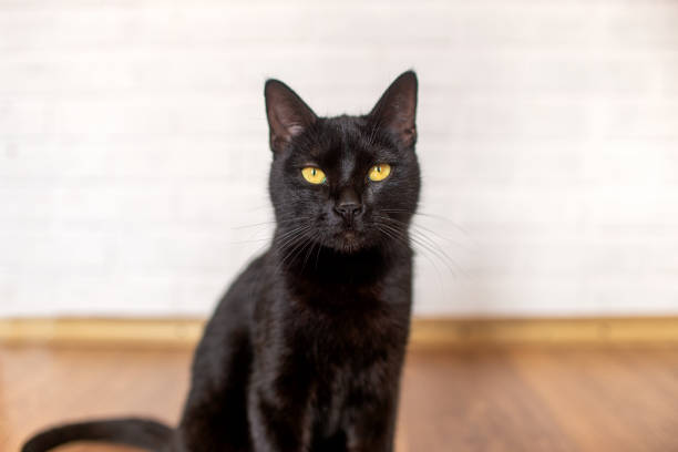 istock black cat with yellow eyes sits on a laminate in the room 1312371710