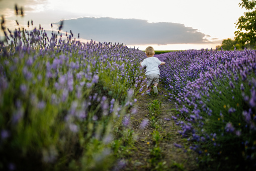 Little boy running through the lavender field