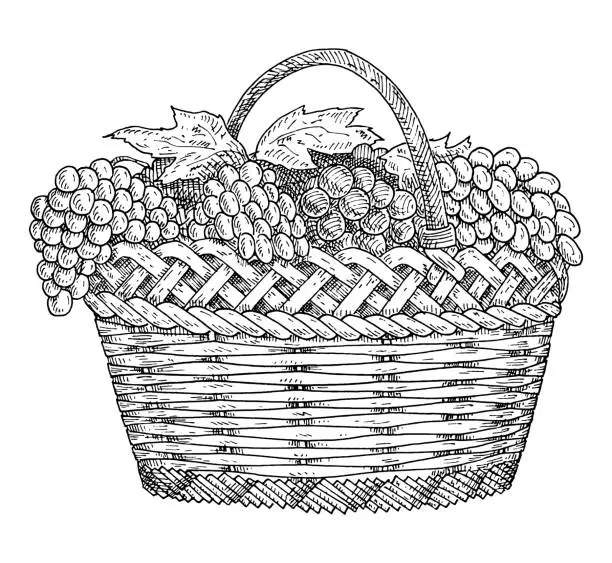 Vector illustration of Wicker basket with grapes. Vintage hatching gray monochrome illustration.