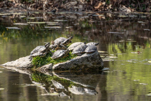 istock Red-Eared Sliders Sitting on a Rock in Pond 1312376759