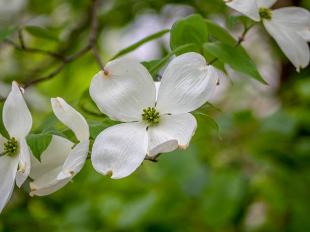 istock Flowering dogwood in spring 1312379051