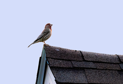 House Finch  (Haemorhous mexicanus) Perched on House Roof