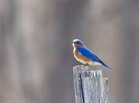 Male Eastern Blue Bird on Fence Post