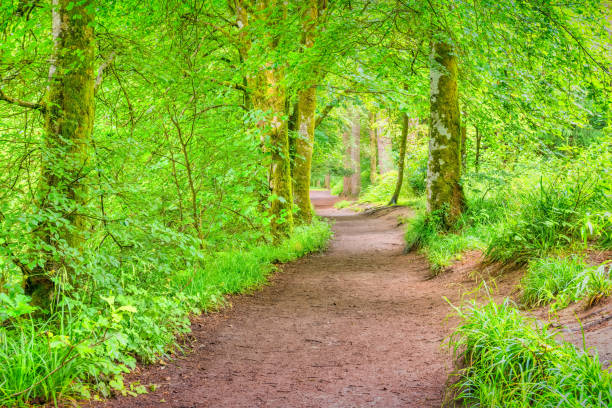 istock The Hermitage Woodland Dunkeld Scotland Forest Path 1312379842