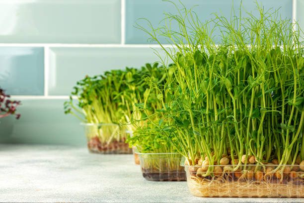istock Micro green sprouts growing in tray in kitchen against mint tile wall 1312380611