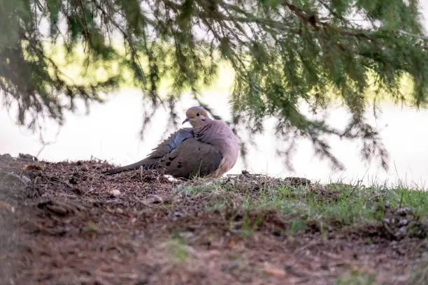 Photo of The mourning dove (Zenaida macroura)