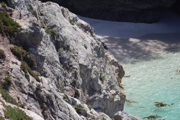 istock Point Lobos State park in California 1312382278