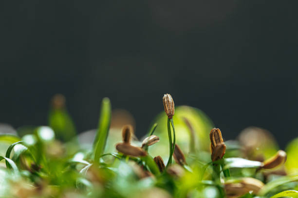 Young green sprouts of micro green