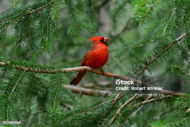 Cardinal About To Take Off Stock Photo - Download Image Now - Cardinal - Bird, Bird, Red
