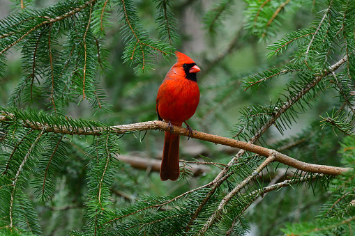 Male northern cardinal in white spruce tree