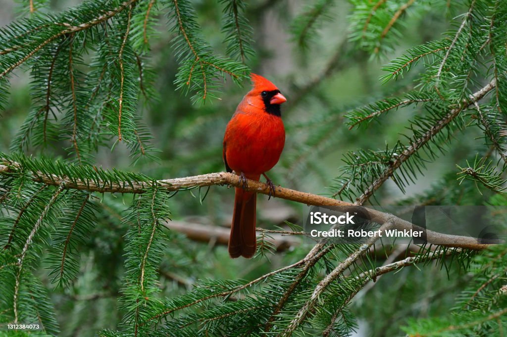 Cardinal in spruce tree Male northern cardinal in white spruce tree Bird Stock Photo