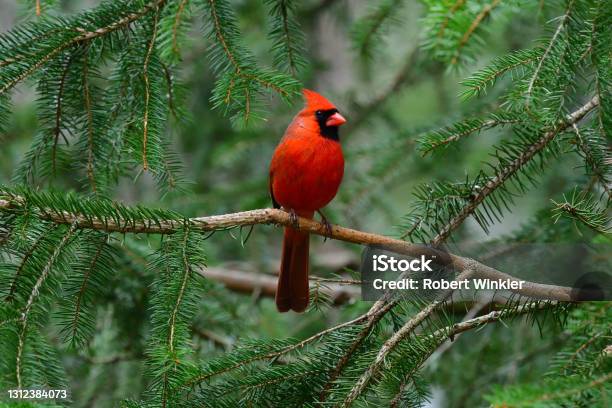 Cardinal In Spruce Tree Stock Photo - Download Image Now - Bird, Cardinal - Bird, Tree