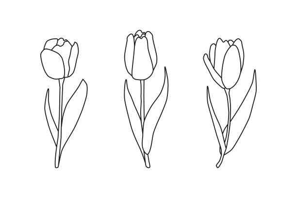 illustrazioni stock, clip art, cartoni animati e icone di tendenza di tulipani a molla contorno disegnato a mano. - tulip