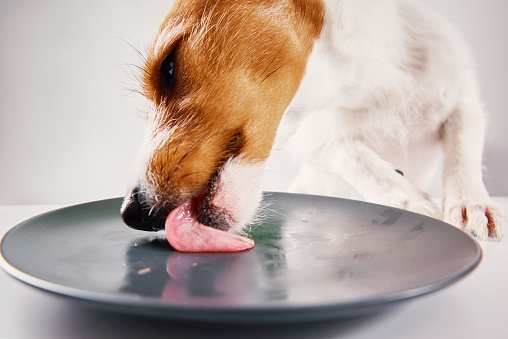 Hungry dog licks empty plate with tongue, close up portrait