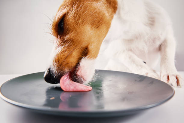 Hungry dog lick empty plate Hungry dog licks empty plate with tongue, close up portrait licking stock pictures, royalty-free photos & images