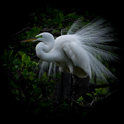 White Egrets, bird