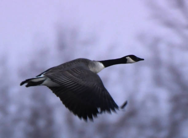istock Canada Goose Flying Across the Sky 1312388447