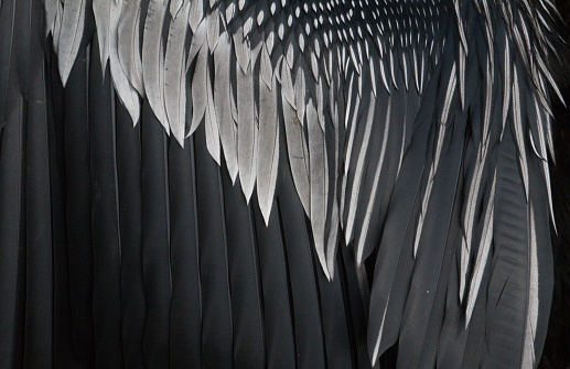 Bird feathers