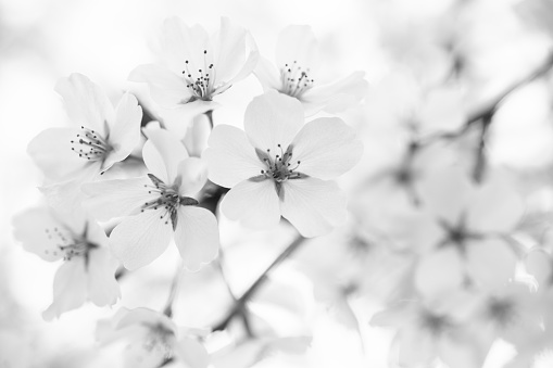Black and white photo of branch with white spring flowers on white background.