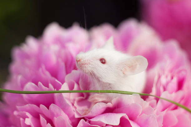 istock White mouse sitting on a pink peony flower 1312391835