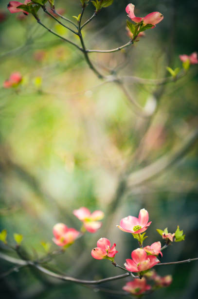 istock Dogwood flowers 1312392599
