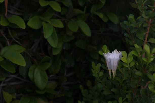 A Single White Flower on Dark Green Background stock photo